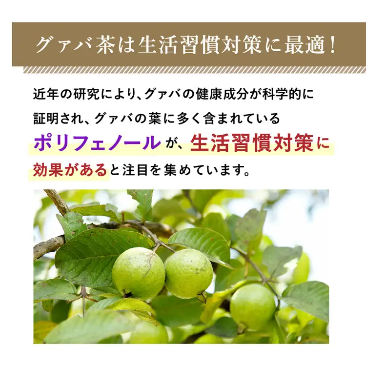 お茶 定期便 グァバ茶 500ml 48本(2ケース) 3回 計144本