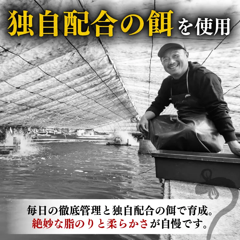【うなぎ】 きざみうなぎ 1kg 国産 うなぎ蒲焼
