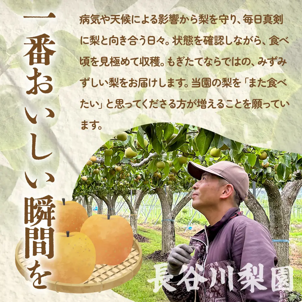 【先行予約】 梨 幸水 約5kg 梨 幸水 長谷川梨園