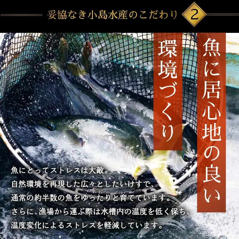 乙女 ブリ 半身 カマ付き 900g以上 冷凍 約 5 ～ 10 人前 神経締め 産地直送 新鮮 真空パック ブランド 鰤 ブリしゃぶ しゃぶしゃぶ 煮付け 塩焼き 照り焼き 切り身 刺身 刺し身 さしみ 海鮮 かいせん さかな 高知県 須崎市 ks045