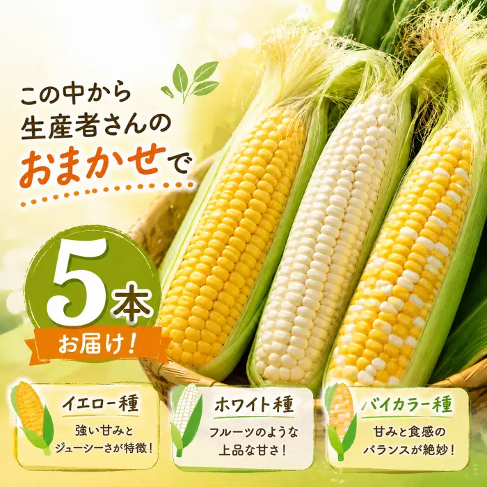 【先行予約】（2026年11月~順次発送）【とうもろこし】 5本 ( イエロー 、 ホワイト 、 バイカラー からランダム) 高知県産 とうもろこし