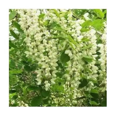 アカシア 蜂蜜 250g×3本セット 岩手県遠野産 純粋 非加熱 花兵養蜂農園【1744381】
