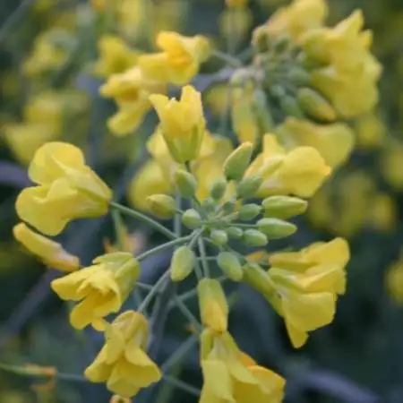 百花蜜 蜂蜜 250g×3本セット 岩手県遠野産 純粋 非加熱 花兵養蜂農園【1744410】
