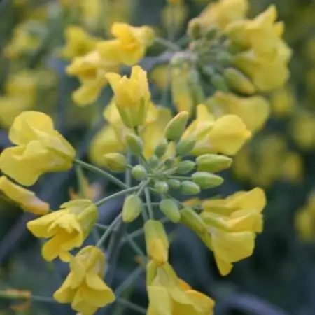 百花蜜 蜂蜜 180g×3本セット 岩手県遠野産 純粋 非加熱 花兵養蜂農園【1744418】