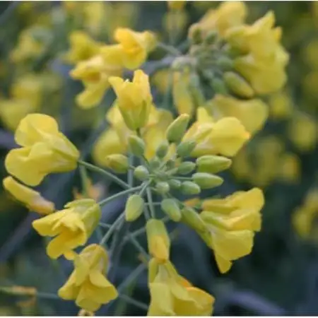 百花蜜 蜂蜜 40g×5本セット 岩手県遠野産 純粋 非加熱 花兵養蜂農園【1744422】