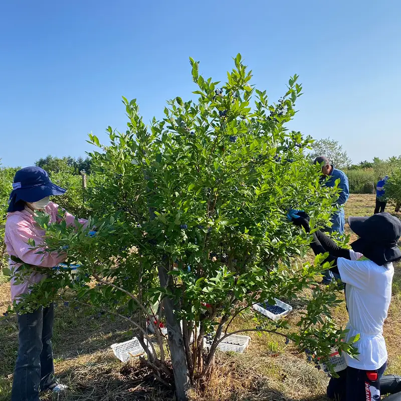 先行受付 【有機JAS認証】北海道仁木町産オーガニック冷凍ブルーベリー 500g×1パック 計500g 果物 フルーツ 冷凍フルーツ 有機栽培 樹上完熟 手摘み トッピング  [株式会社 自然農園]