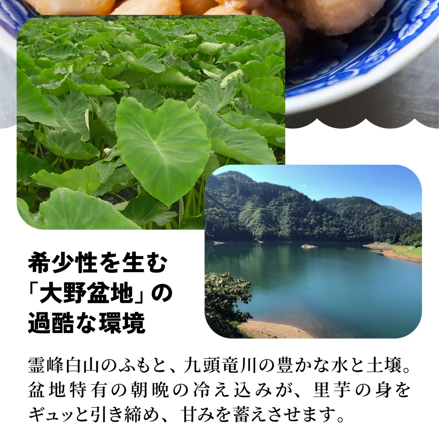 【先行予約】上庄の里芋 2kgと九頭竜まいたけ1株の【詰合せ】11月配送 里芋 まいたけ