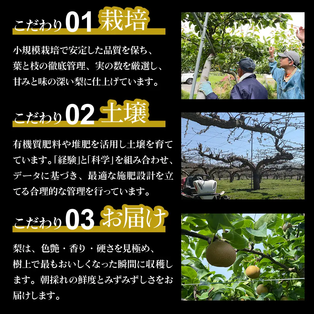 【先行予約】福島県いわき市産 梨(豊水) 約3kg | 梨 豊水 いわき市産 草野農園 約3kg 先行予約 期間限定 果物 フルーツ 和梨 国産 新鮮 産地直送 甘い 濃厚果汁 ジューシー 瑞々しい シャキシャキ 数量限定 送料無料 フレッシュ 季節限定 | KN002-3kg