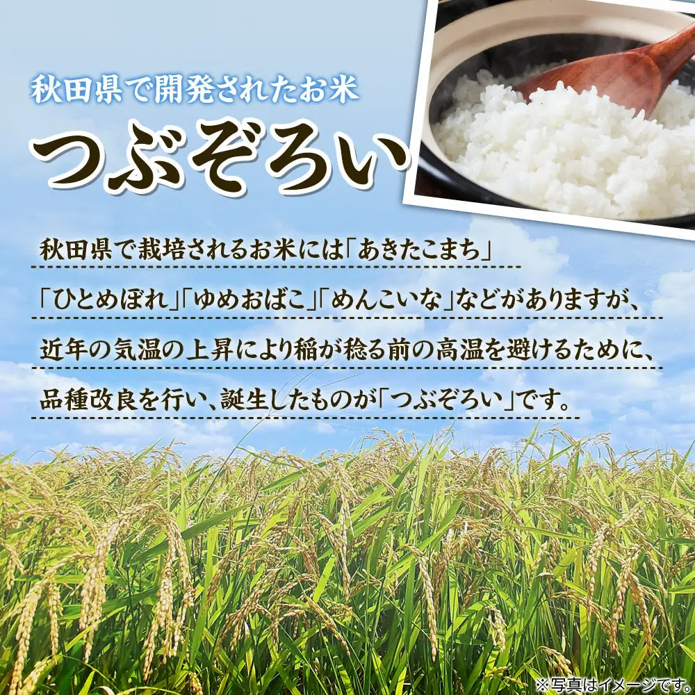 《新米受付》令和8年産【白米】つぶぞろい 5kg 秋田県由利本荘市産