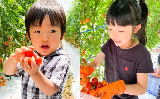 『まるでフルーツのような特選ミニトマト』 2.5kg 熊本県産 【2026年12月上旬～2027年4月下旬に順次発送】 野菜 やさい トマト とまと ミニトマト