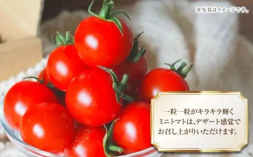 【4か月連続定期便】『まるでフルーツのような特選ミニトマト』 約2.5kg×4回 合計約10kg  特別な定期便 熊本県産 【2027年1月下旬発送開始】 野菜 やさい トマト とまと ミニトマト