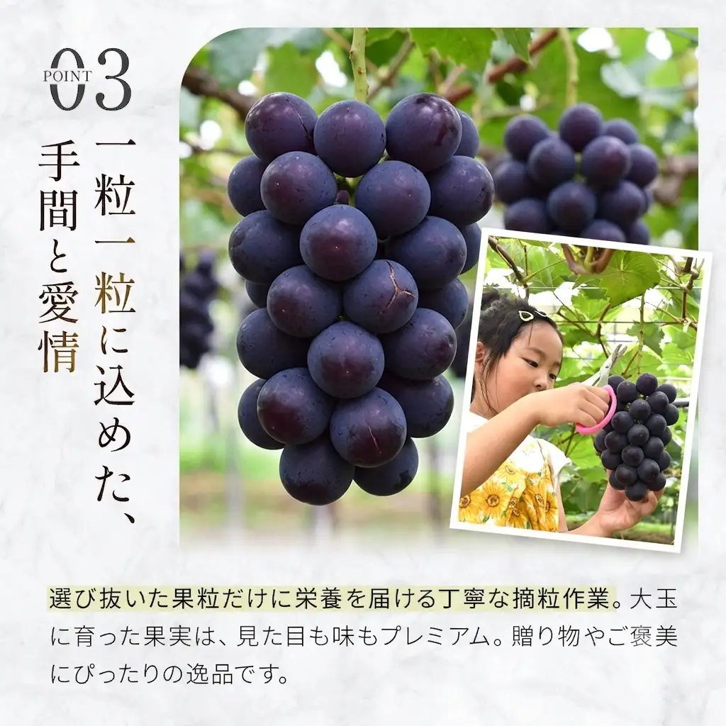 ぶどう  大粒・種なし ピオーネ（ニューピオーネ）1kg  ぶどう