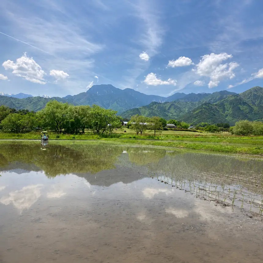【令和8年産】【3回定期便】コシヒカリ 10kg（農薬・化学肥料不使用）｜ 北アルプス高橋農園