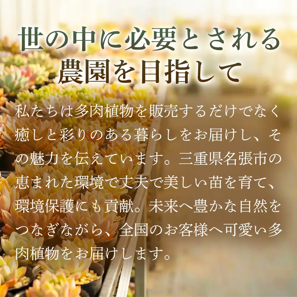 【伊賀焼の鉢がセット】色づきの美しい多肉植物・お任せ多肉セット（10株）・伊賀焼　スリット入りオリジナル陶器鉢 3号 1セット 多肉植物 多肉 植物 家庭菜園 初心者 簡単 伊賀焼 陶器鉢 美しい 色鮮やか 三重県 名張市 ビードロ