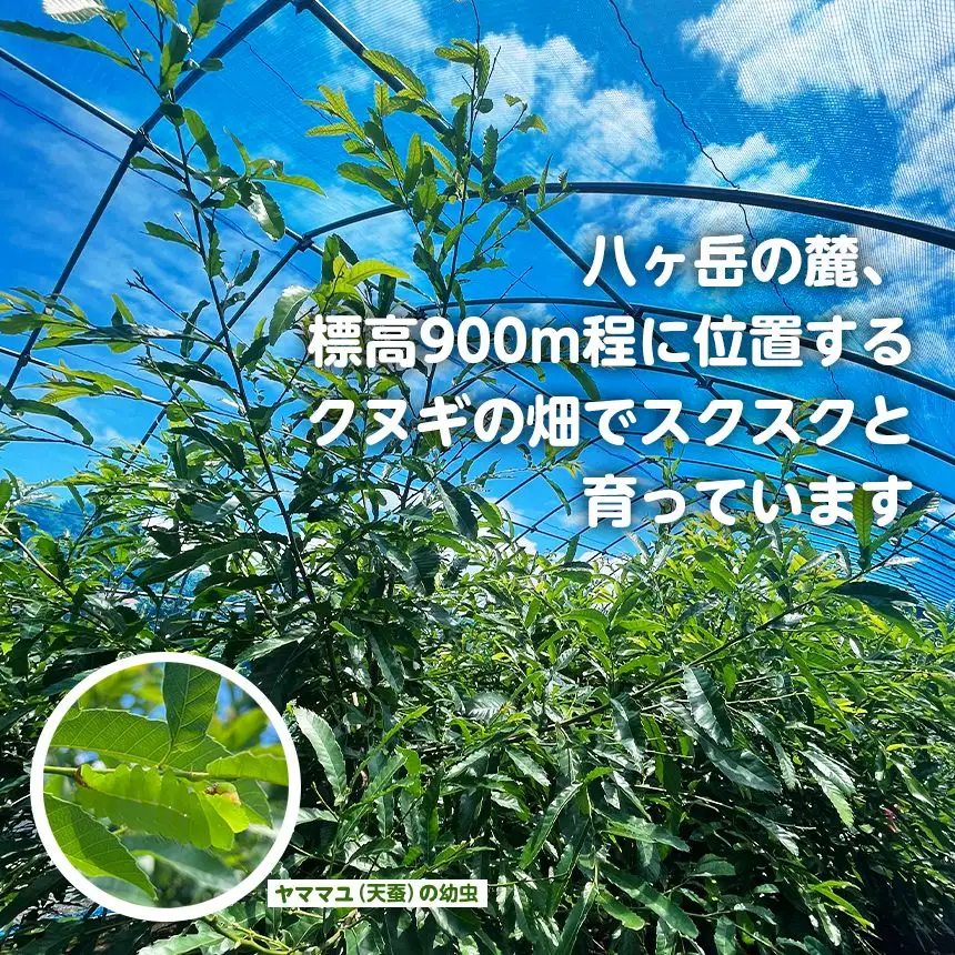 野生のシルク 繊維のダイヤモンド 天蚕糸のライト｜小林ななえ