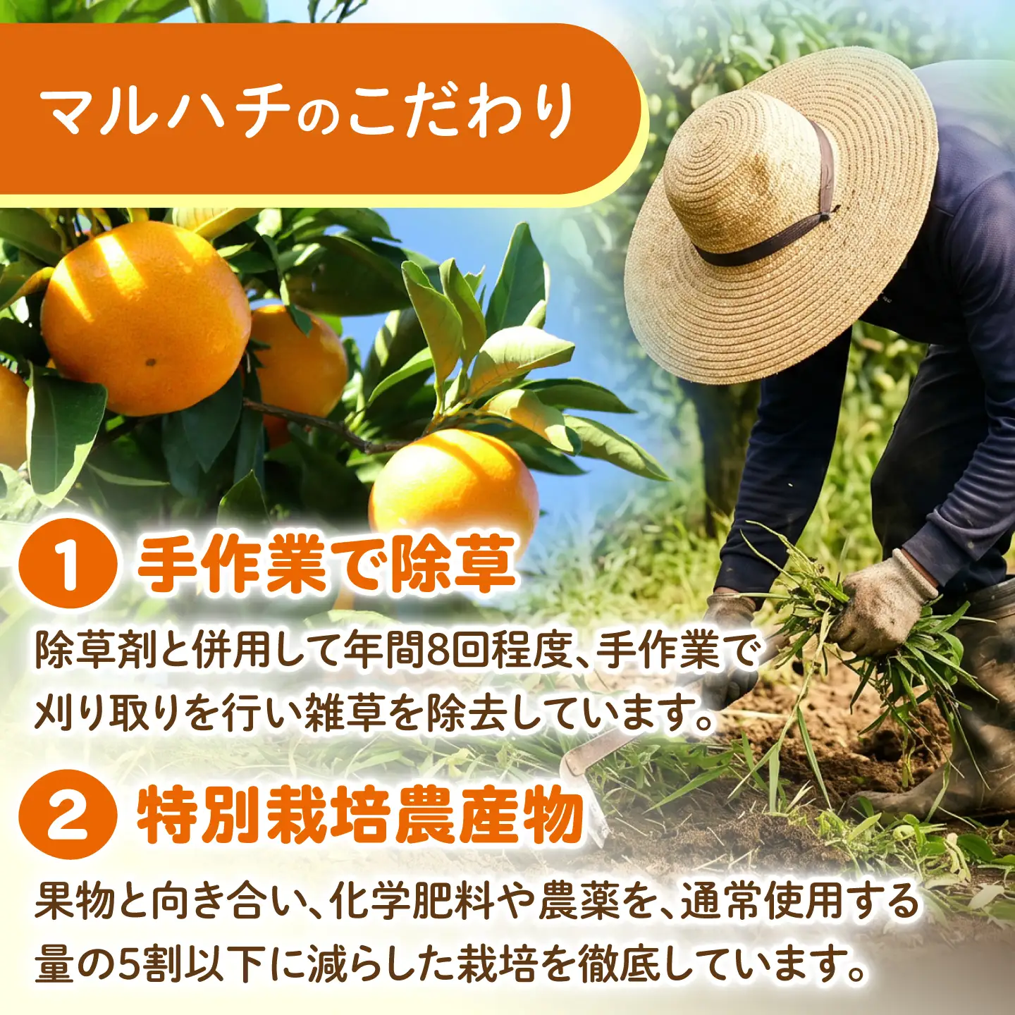 【2026年12月下旬-発送】温州みかん 10kg [SFG005] みかん