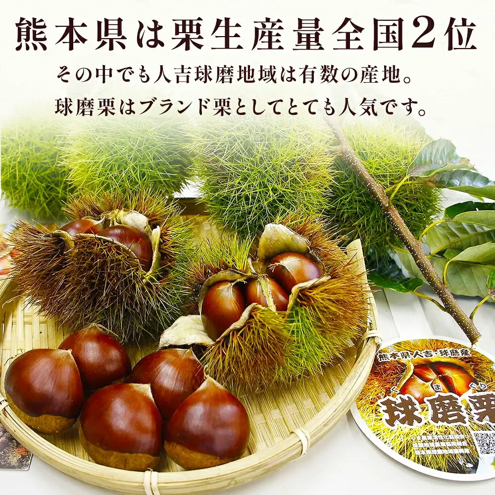 【2026年9月下旬から順次発送】JAくま 【球磨 栗】 2kg 先行予約 栗 くり 熊本県産 多良木町 くり マロン 和栗 旬 味覚 甘い ほっくり 山海の味覚 和 スイーツ フルーツ 果物 くだもの 果実 087-0657