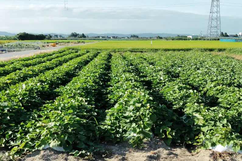 【2026年先行予約】【家庭用】新潟県 加茂市産 きみまろこ 2.5kg 《11月上旬～順次発送》 さつまいも サツマイモ 熟成 甘い 芋 焼き芋 天ぷら スイートポテトに！ 加茂市 織原農園 