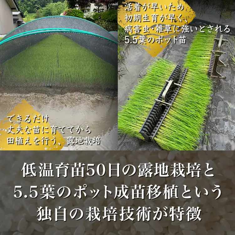 【早期予約】【6ヶ月定期便】【令和8年度産米】尾谷農園 自然栽培米コシヒカリ 玄米10kg ※2026年10月～発送