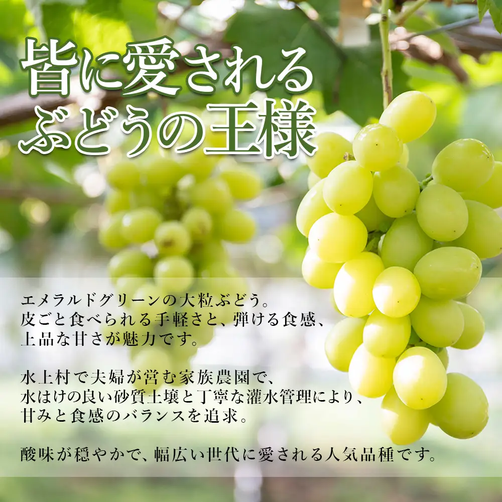 【ふるさと納税】 ＼2026年8月下旬発送開始／ シャインマスカット 1kg 2～3房 種なし フルーツ 大粒 皮ごと食べられる エメラルドグリーン 訳あり ご褒美 贈り物 ギフト 贈答用 プレゼント 熊本県 水上村