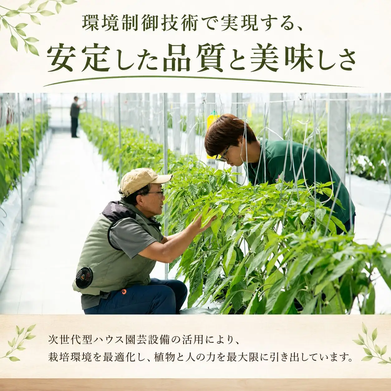 ししとう 500g 野菜 獅子唐 ししまろ