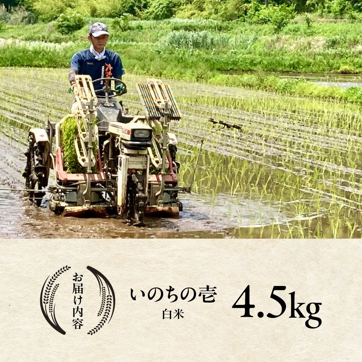 【2026年11月以降発送】いのちの壱・白米4.5㎏（農薬化学肥料不使用）TAKAF001