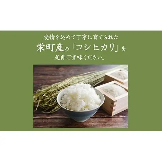 令和8年産米（数量限定）栄町産 特別栽培米 コシヒカリ10kg（5kg袋×2）ちば緑耕舎 ※2026年10月～発送 19-1｜令和8年産 白米 精米 お米 コメ ごはん お弁当 おにぎり 人気 おすすめ