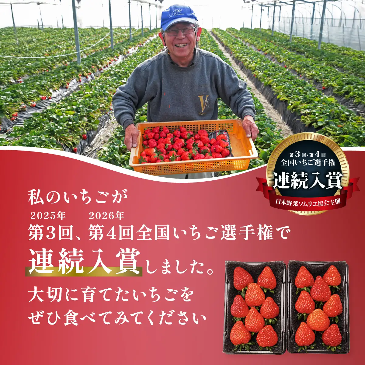 【先行予約】あまりん 260g×2 全国いちご選手権 入賞 あまりん