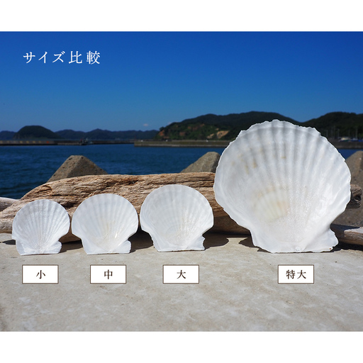 ほたての貝殻（大・中・小）3枚セット 【ひらない暮らし北限椿舎