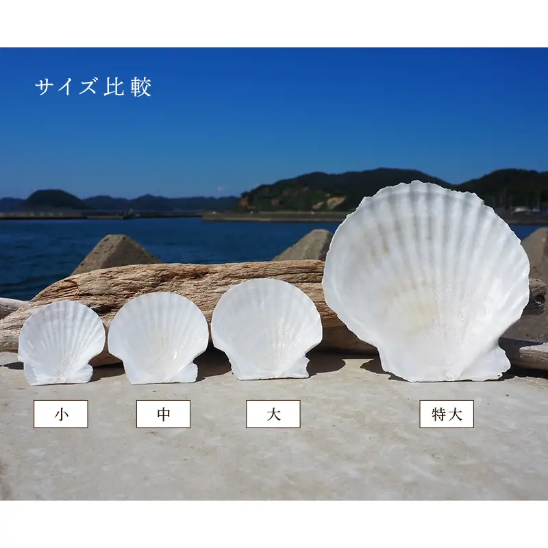 ほたての貝殻（特大・大・中・小）4枚セット 【ひらない暮らし北限椿舎