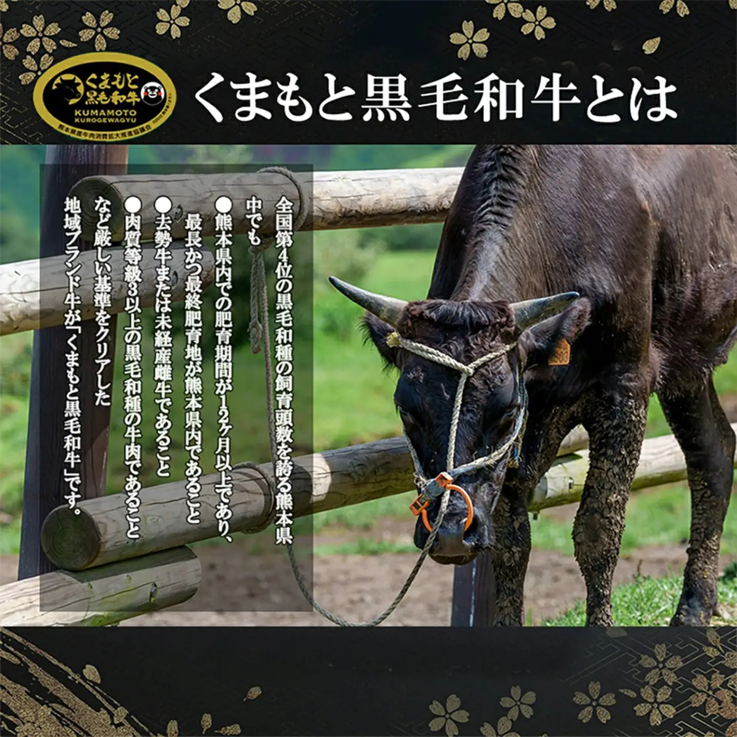 【ワイエスフード】くまもと黒毛和牛 訳あり 切り落とし 400g 1パック 焼肉 BBQ 焼きしゃぶ 和牛 国産 日本産 熊本県産 赤身 ロース、バラ、モモ、ウデ ミックス 旨み 小分け ご馳走 ご自宅用 ギフト 贈り物 小国町 阿蘇 熊本 チルド 冷凍