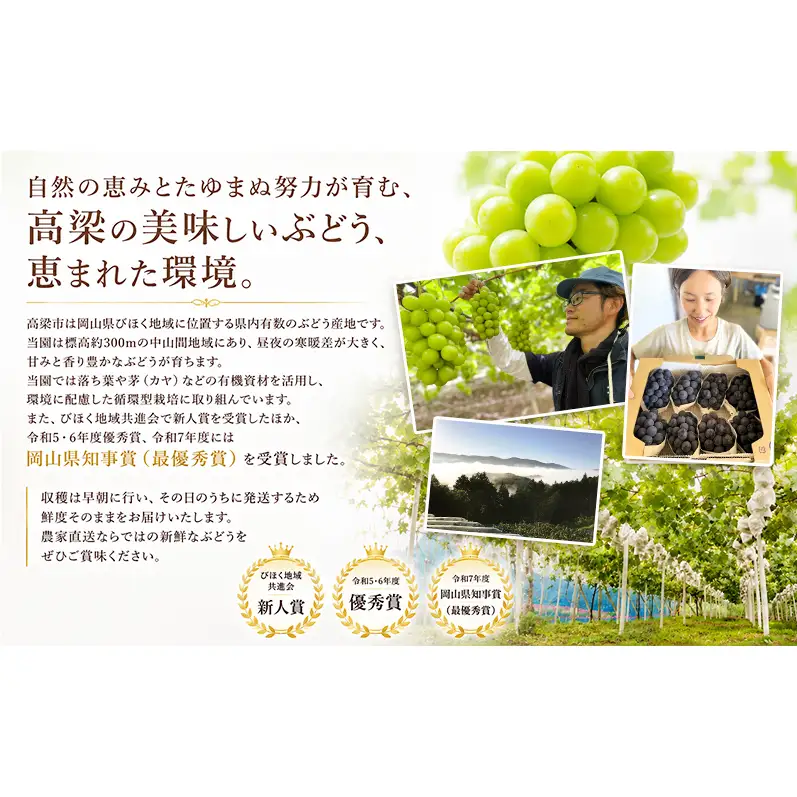 2回定期便 訳あり シャインマスカット約2kg(3-4房)×ニューピオーネ約2kg(3-4房) 岡山県高梁市産 うめづぶどう園 化粧箱入り 葡萄 ブドウ 大粒 配送不可：北海道、沖縄、離島