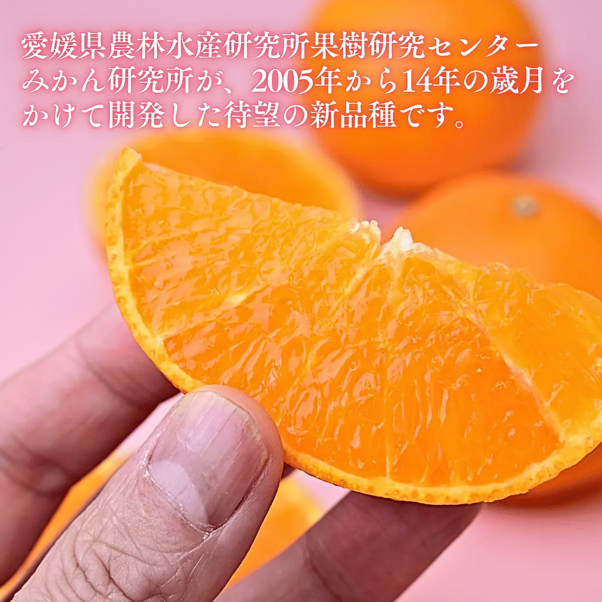 紅プリンセス【先行受付】 5kg 秀 M～４Lサイズ みかん