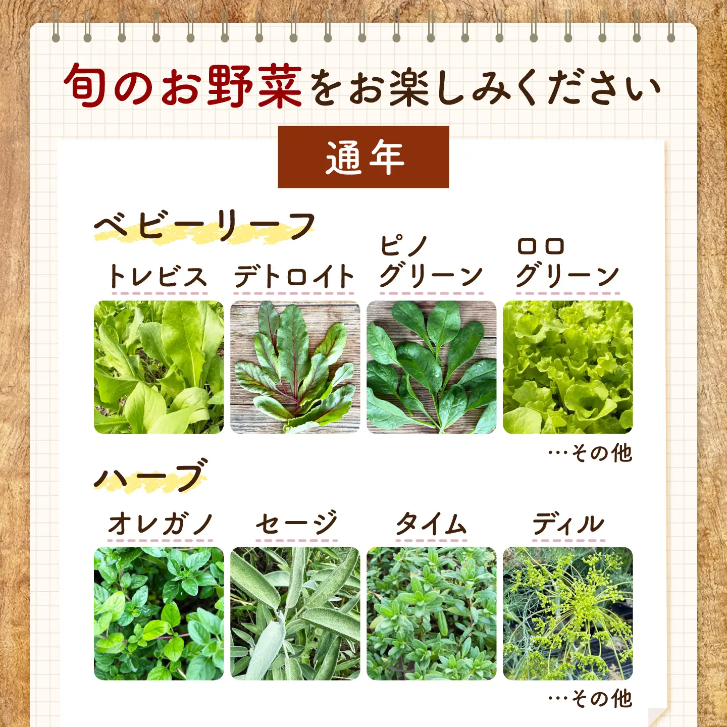 野菜 季節の野菜と自家製ドレッシング2種（人参・ビーツ）詰め合わせ [BAHK010] 野菜