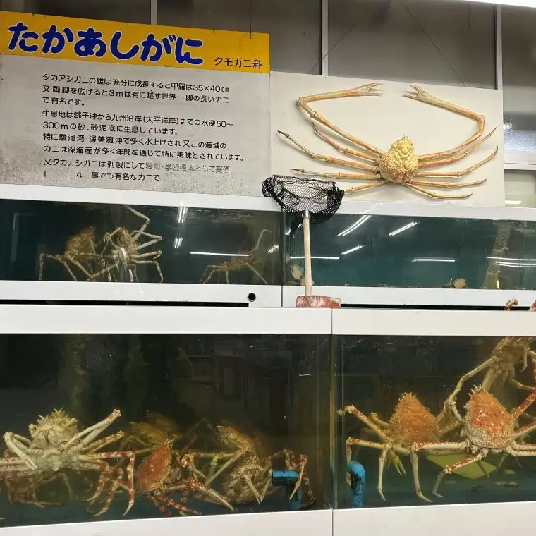 【数量限定】蒲郡産 タカアシガニのまるごと茹でたてお取り寄せ_【G0775】