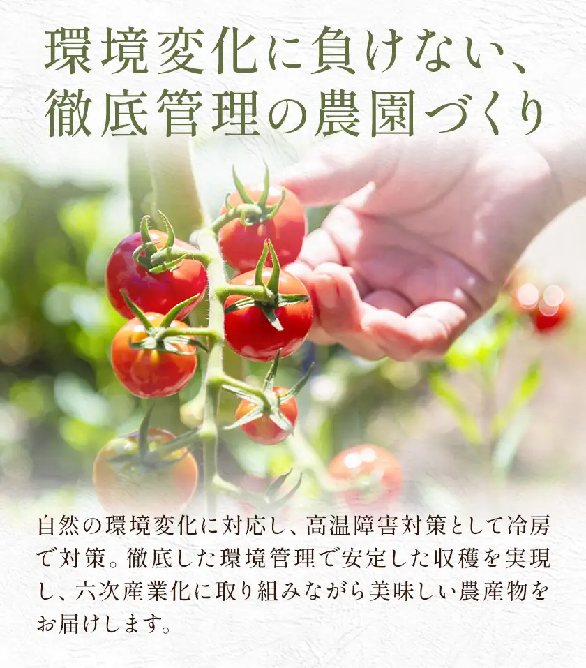 【8回定期便】トマト あいこ あいこトマト 200g×4パック ×8回 吉祥庵園芸《11月上旬-6月上旬頃出荷》鹿児島県 さつま町 送料無料 野菜 トマト お取り寄せ