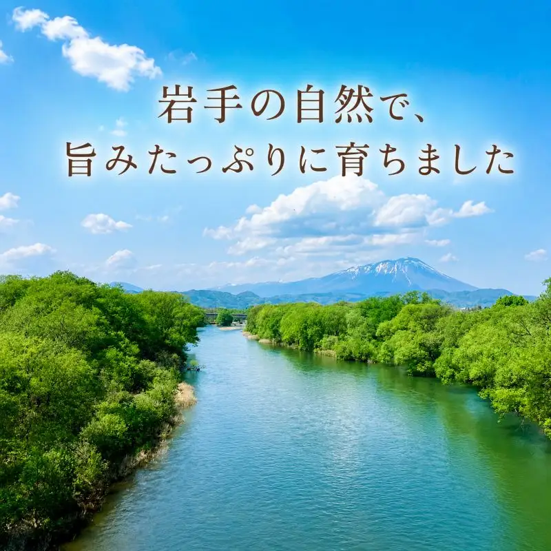 【食味鑑定士厳選】米 令和8年産 銀河のしずく 5kg 無洗米 3ヶ月 定期便 10月~発送開始 有限会社ファインリョーコク fine005gm