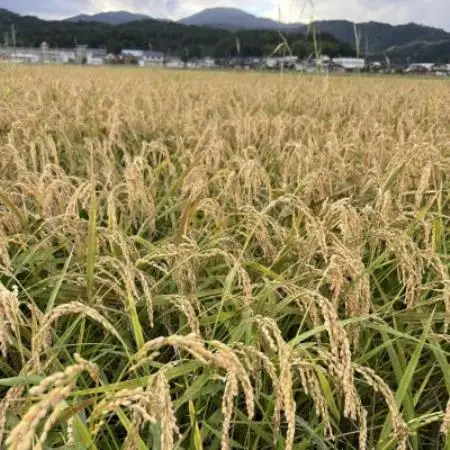 純米吟醸 若冲 720ml×1本【1752564】