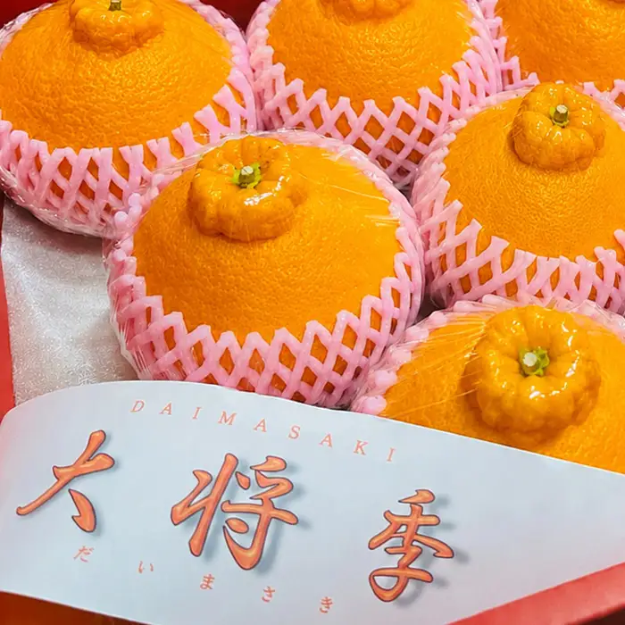 大将季（約３kg）国産 鹿児島県産 長島町 だいまさき フルーツ 柑橘 みかん 完熟 糖度13度【竪山果樹園】tate-1635