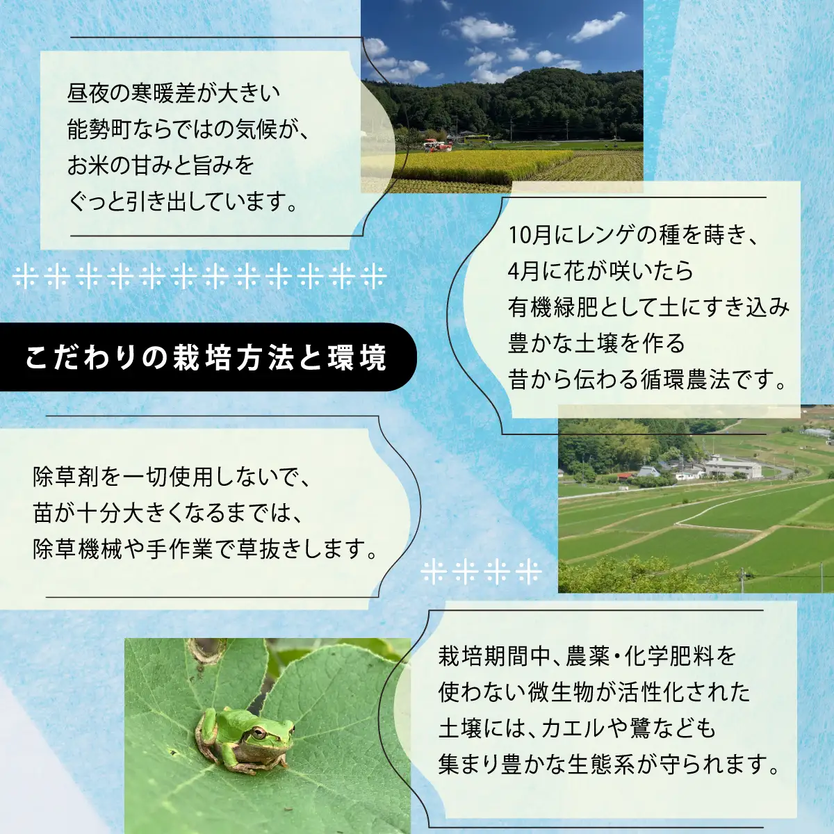 《予約受付中》令和8年産コシヒカリ「レンゲ米」白米 5kg×2袋 (栽培期間中農薬・化学肥料不使用) | 農園のら | 米 新米 白米 10kg コシヒカリ 中農薬 化学肥料不使用 自然栽培 特別栽培 | おにぎり 弁当 産地直送 | 大阪府 能勢町 送料無料