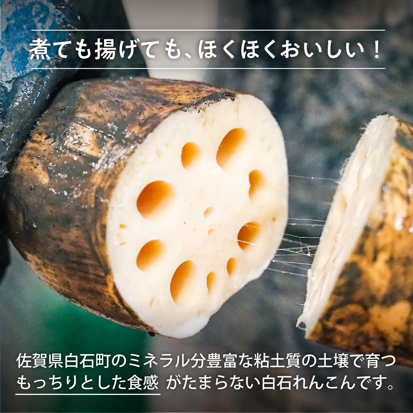 【先行予約 2026年11月～発送】【年内発送】こだわり白石れんこん 3kg[IAW012]