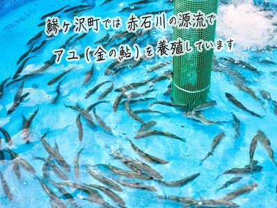 鮎 赤石川の金の鮎 真空冷凍 鮎【5尾×2パック】【冷凍】
