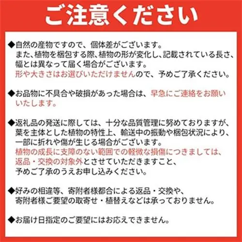 観葉植物 エバーフレッシュ7号サイズ1鉢【1764537】