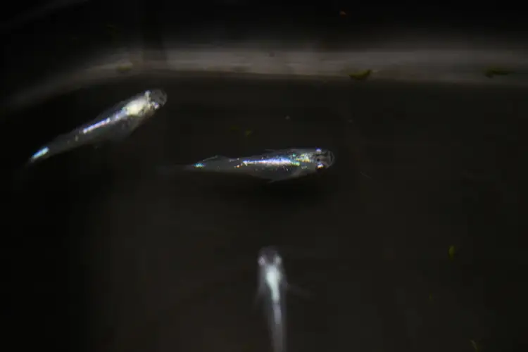下総めだかの学校厳選！紫陽花（あじさい）めだか 2ペア4匹 生き物 鑑賞