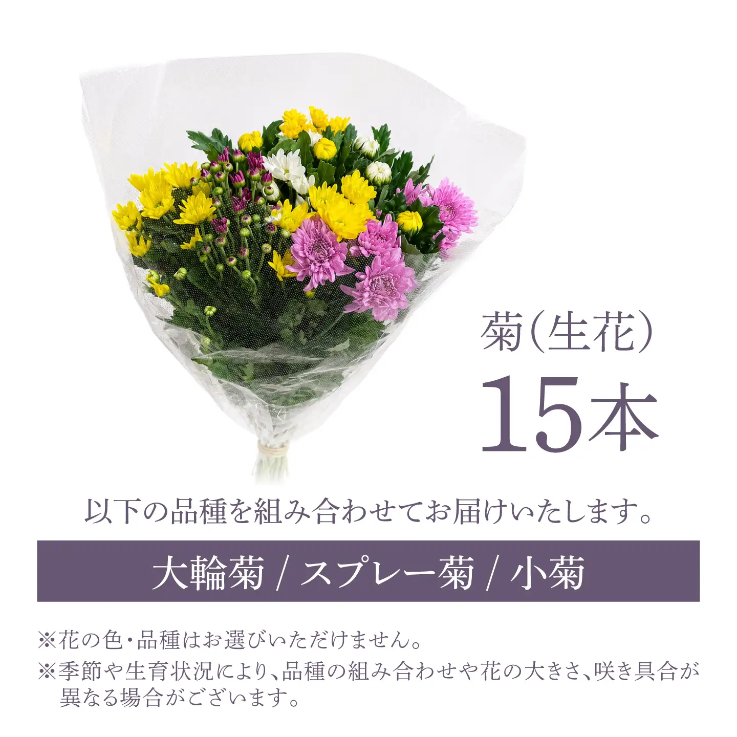 菊 15本セット 【柴田花園】 菊 生花 花[HCH001]