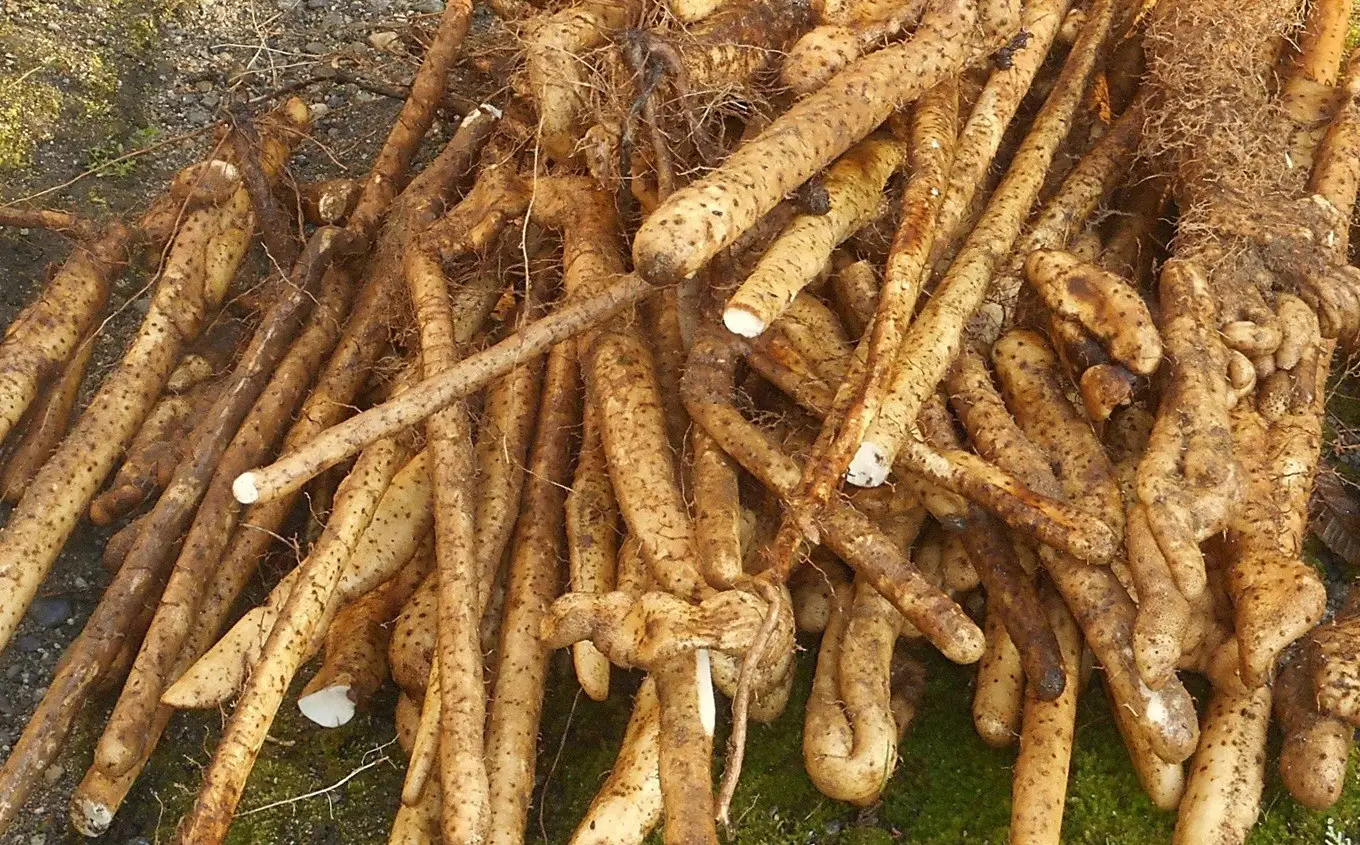 【先行予約・数量限定】小清水の自然薯 サイズ不揃い 2kg（約4～7本入） じねんじょ山芋 とろろ 訳あり[Y0629]