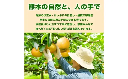 新高梨 約5kg （ 6 ～ 16玉 ） 梨 なし ナシ 果物 くだもの フルーツ 果実 果汁 果肉 国産 熊本県産 【 2026年9月上旬から10月上旬発送予定 】