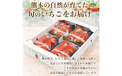 いちご 約1kg （ 250g × 4パック ） イチゴ 苺 果物 くだもの フルーツ 果実 果肉 国産 熊本県産 【 2027年1月上旬から2月上旬発送予定 】