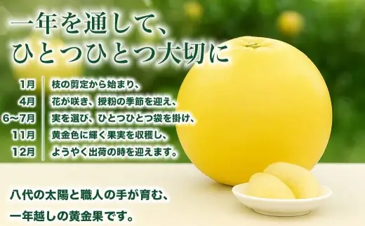 晩白柚 2L サイズ 2玉 約4kg 柑橘系 柑橘類 柑橘 果物 くだもの フルーツ 果実 果汁 果肉 国産 熊本県産 【 2026年12月上旬から2027年2月下旬発送予定 】