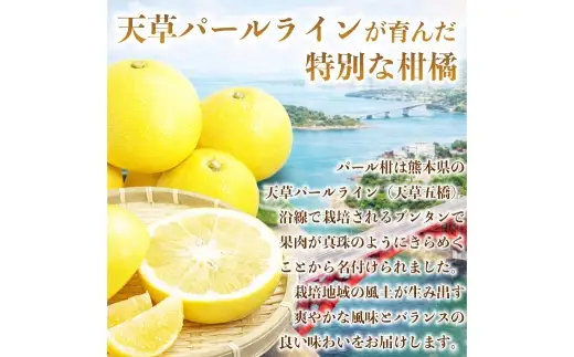 パール柑 約5kg 柑橘系 柑橘類 柑橘 果物 くだもの フルーツ 果実 果汁 果肉 国産 熊本県産 【 2027年3月上旬から3月下旬発送予定 】